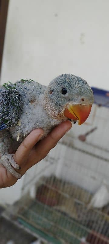 Pahari Kashmiri Parrot Baby Vip size 5