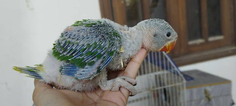 Pahari Kashmiri Parrot Baby Vip size 6