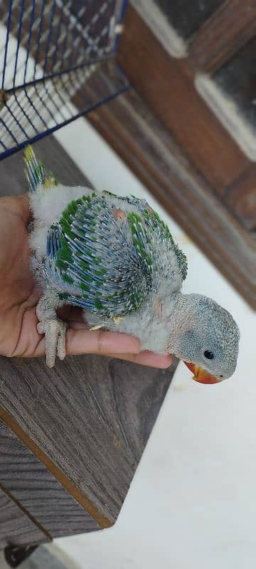 Pahari Kashmiri Parrot Baby Vip size 7