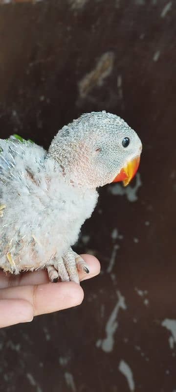 Pahari Kashmiri Parrot Baby Vip size 8