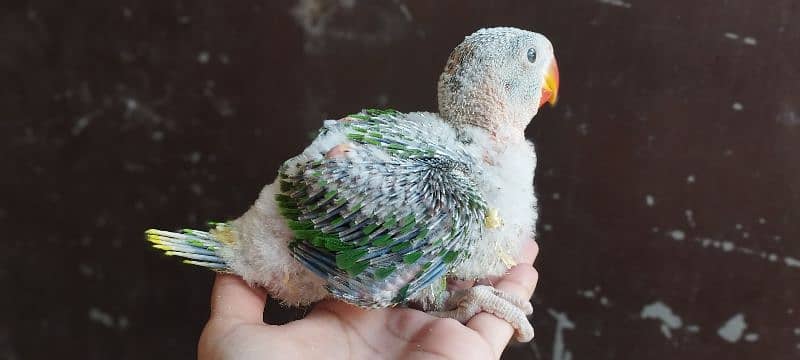 Pahari Kashmiri Parrot Baby Vip size 9