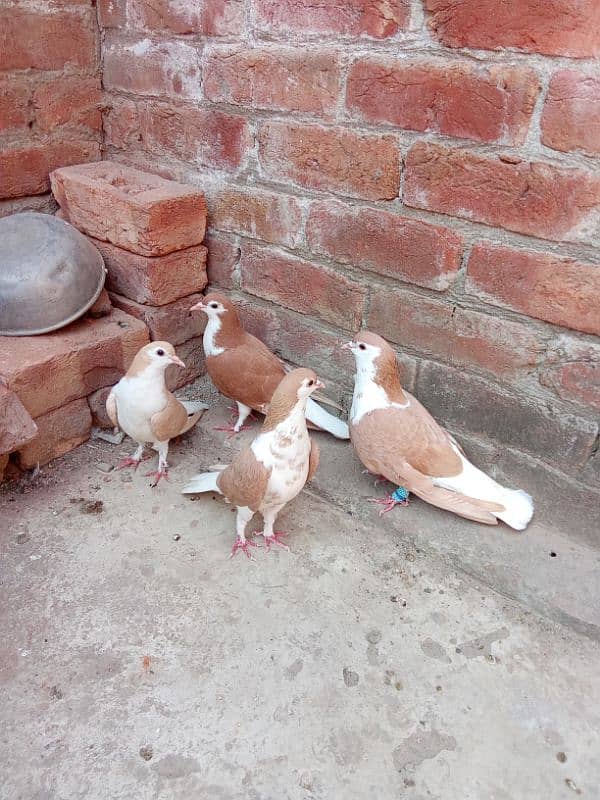 fancy pigeon for sale 0