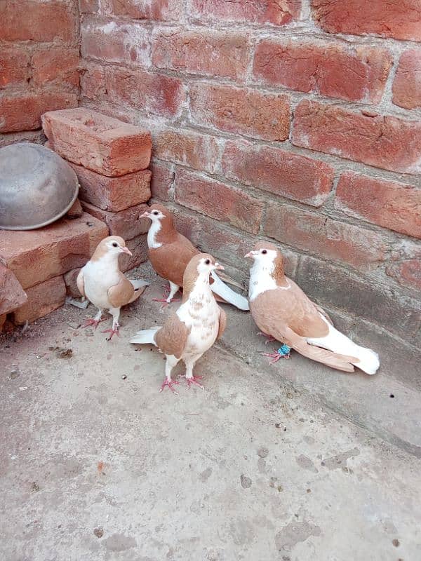 fancy pigeon for sale 1