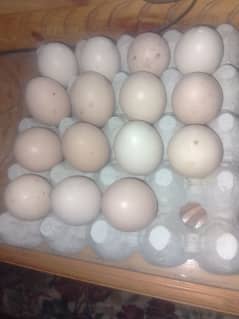 SALE ORIGINAL EGG ASEEl  SHAJRI HEN