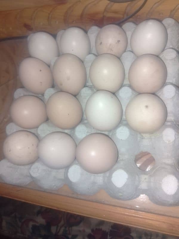 SALE ORIGINAL EGG ASEEl  SHAJRI HEN 0