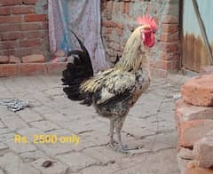 Golden Misri hens | eggs laying hens | Misri murghi | murghy | مرغے