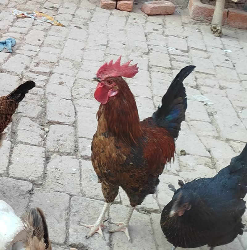 Golden Misri hens | eggs laying hens | Misri murghi | murghy | مرغے 1