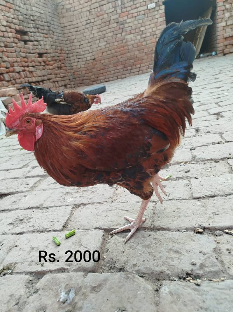 Golden Misri hens | eggs laying hens | Misri murghi | murghy | مرغے 2