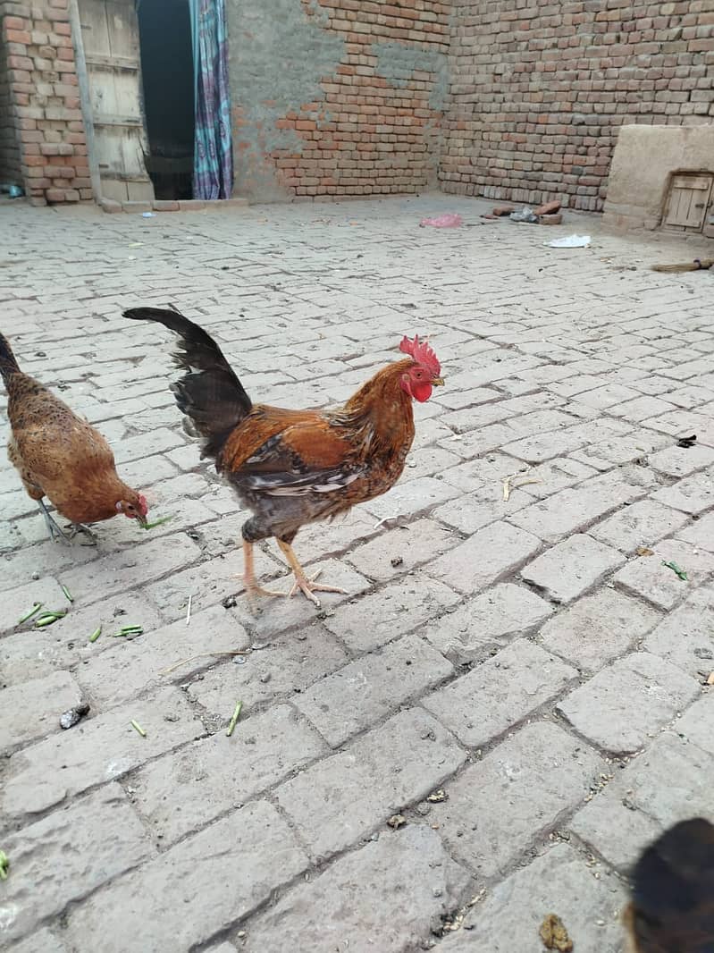 Golden Misri hens | eggs laying hens | Misri murghi | murghy | مرغے 3