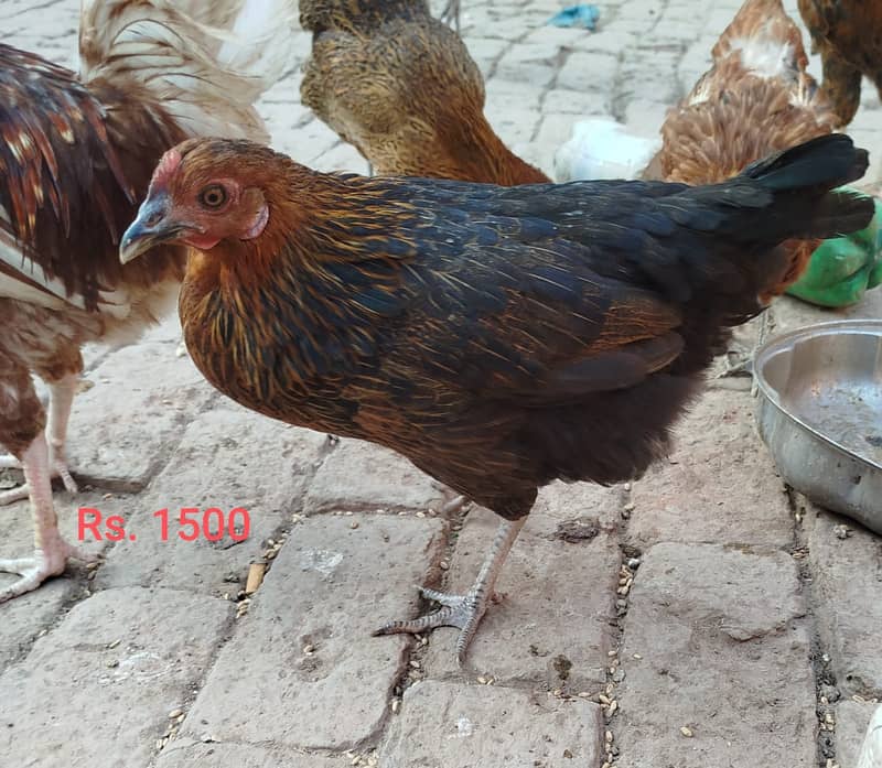 Golden Misri hens | eggs laying hens | Misri murghi | murghy | مرغے 4