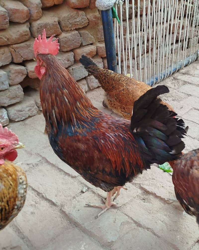 Golden Misri hens | eggs laying hens | Misri murghi | murghy | مرغے 5