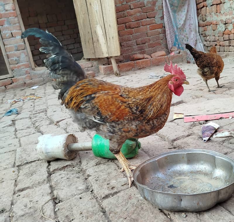 Golden Misri hens | eggs laying hens | Misri murghi | murghy | مرغے 6