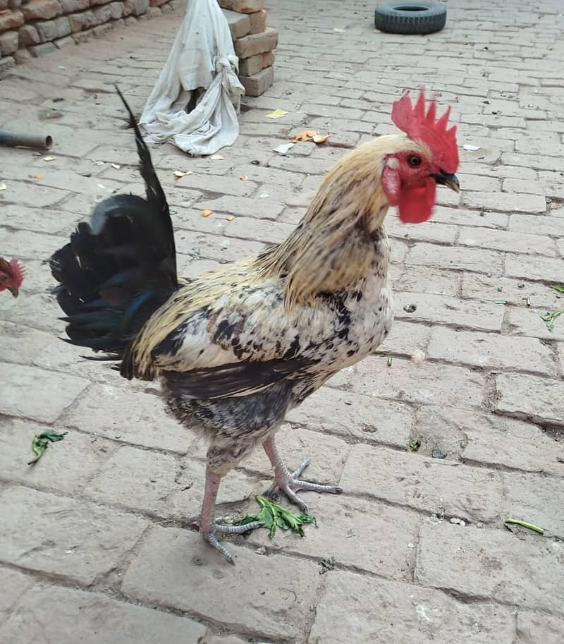 Golden Misri hens | eggs laying hens | Misri murghi | murghy | مرغے 7