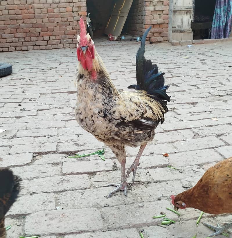 Golden Misri hens | eggs laying hens | Misri murghi | murghy | مرغے 8