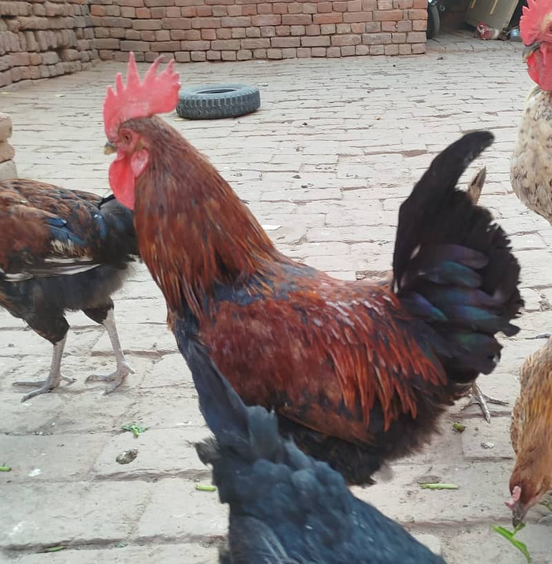 Golden Misri hens | eggs laying hens | Misri murghi | murghy | مرغے 9