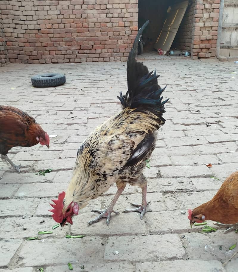 Golden Misri hens | eggs laying hens | Misri murghi | murghy | مرغے 10