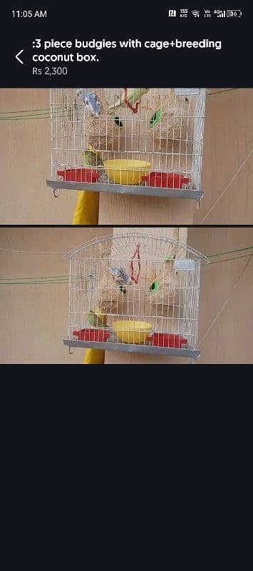 budgie 0