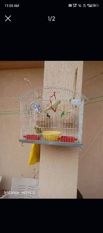 budgie 2