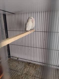 4 breeder pairs of red to split albino