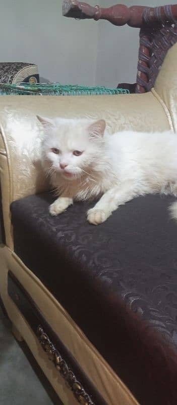 Persian cat /white male cat / triple coated / kittens / doll face 0