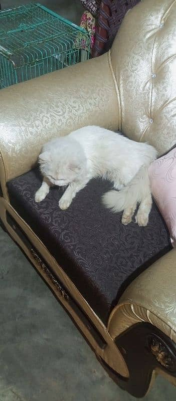 Persian cat /white male cat / triple coated / kittens / doll face 1