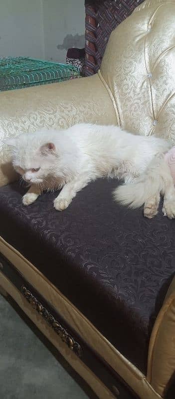 Persian cat /white male cat / triple coated / kittens / doll face 2