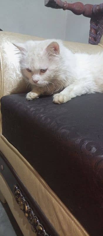 Persian cat /white male cat / triple coated / kittens / doll face 4