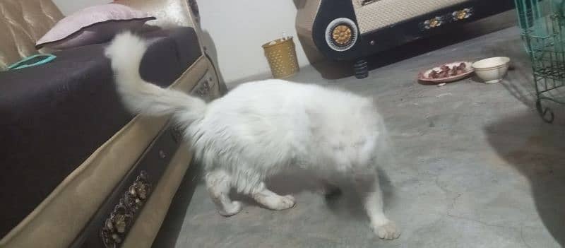 Persian cat /white male cat / triple coated / kittens / doll face 7