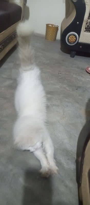 Persian cat /white male cat / triple coated / kittens / doll face 9