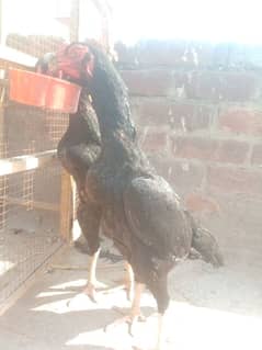 granted eggs laying two black shamo females available