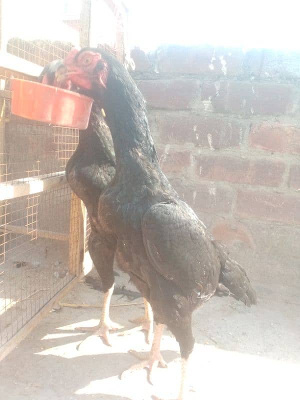 granted eggs laying two black shamo females available 0