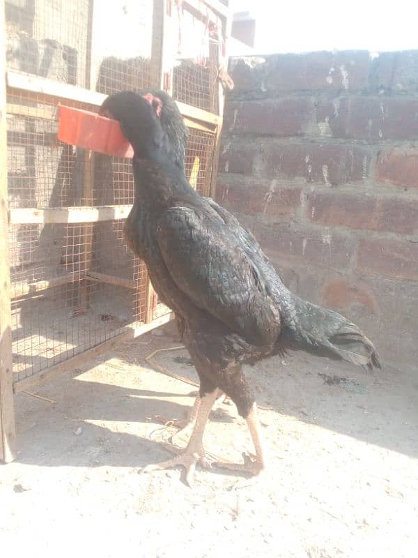 granted eggs laying two black shamo females available 1