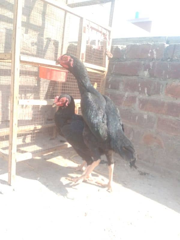 granted eggs laying two black shamo females available 2