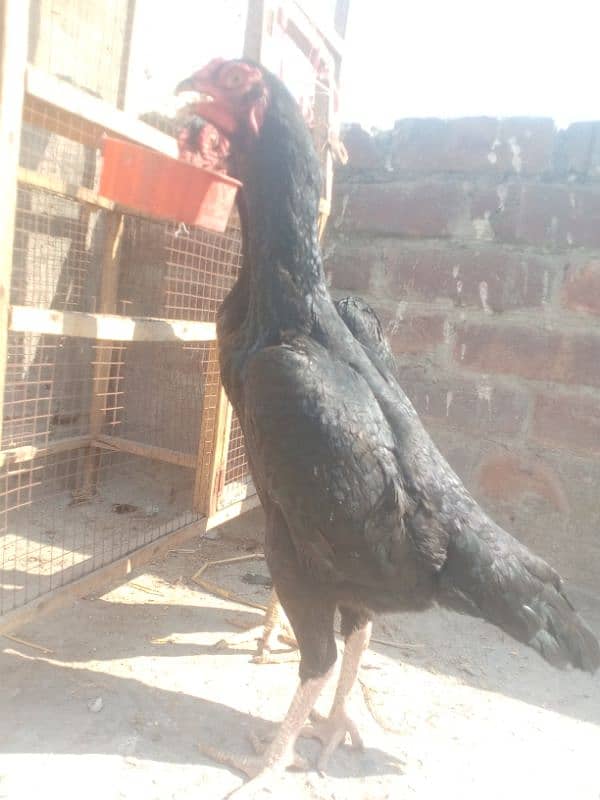 granted eggs laying two black shamo females available 3