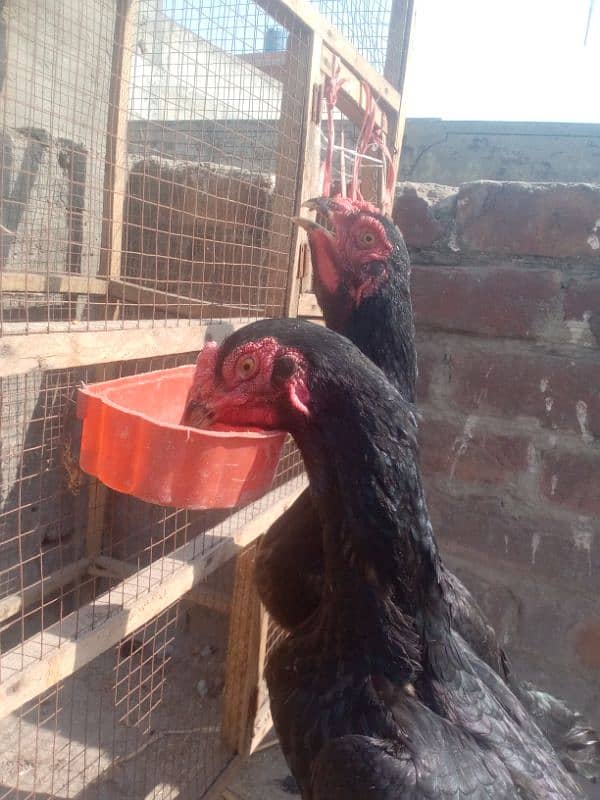 granted eggs laying two black shamo females available 4