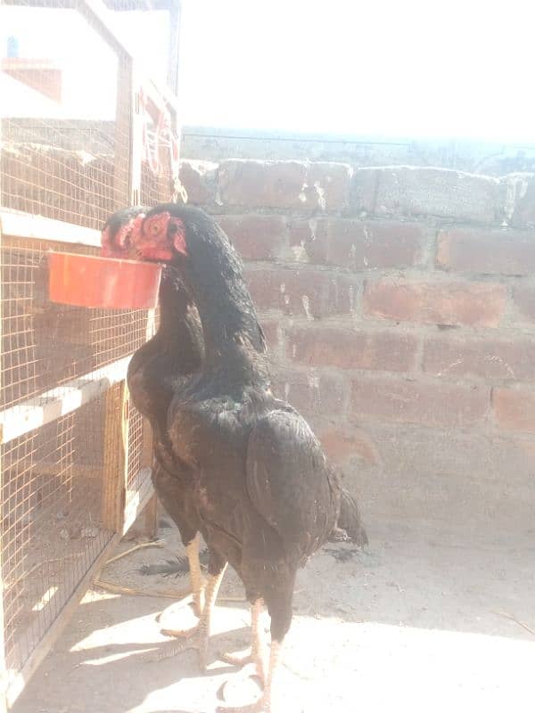 granted eggs laying two black shamo females available 5