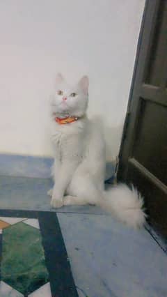 Persian white Cat