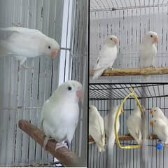 Albino Red eyes 3 pair and split RExRE bonded pairs love bird & chciks