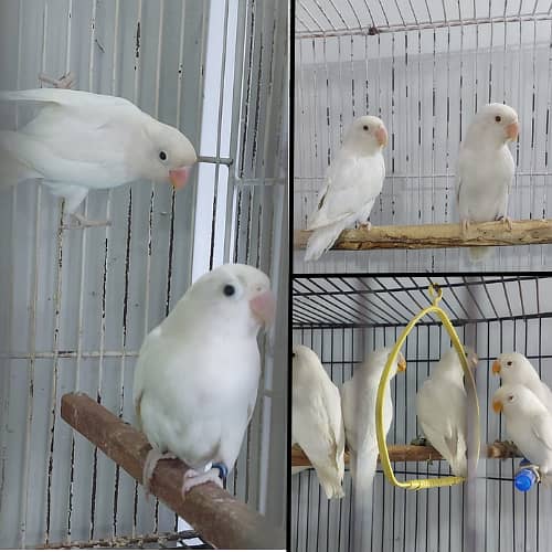 Albino Red eyes 3 pair and split RExRE bonded pairs love bird & chciks 0