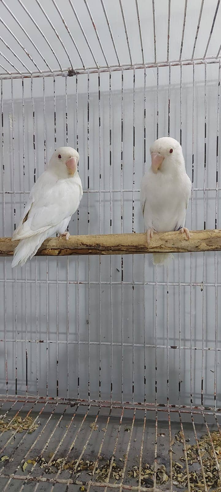 Albino Red eyes 3 pair and split RExRE bonded pairs love bird & chciks 1