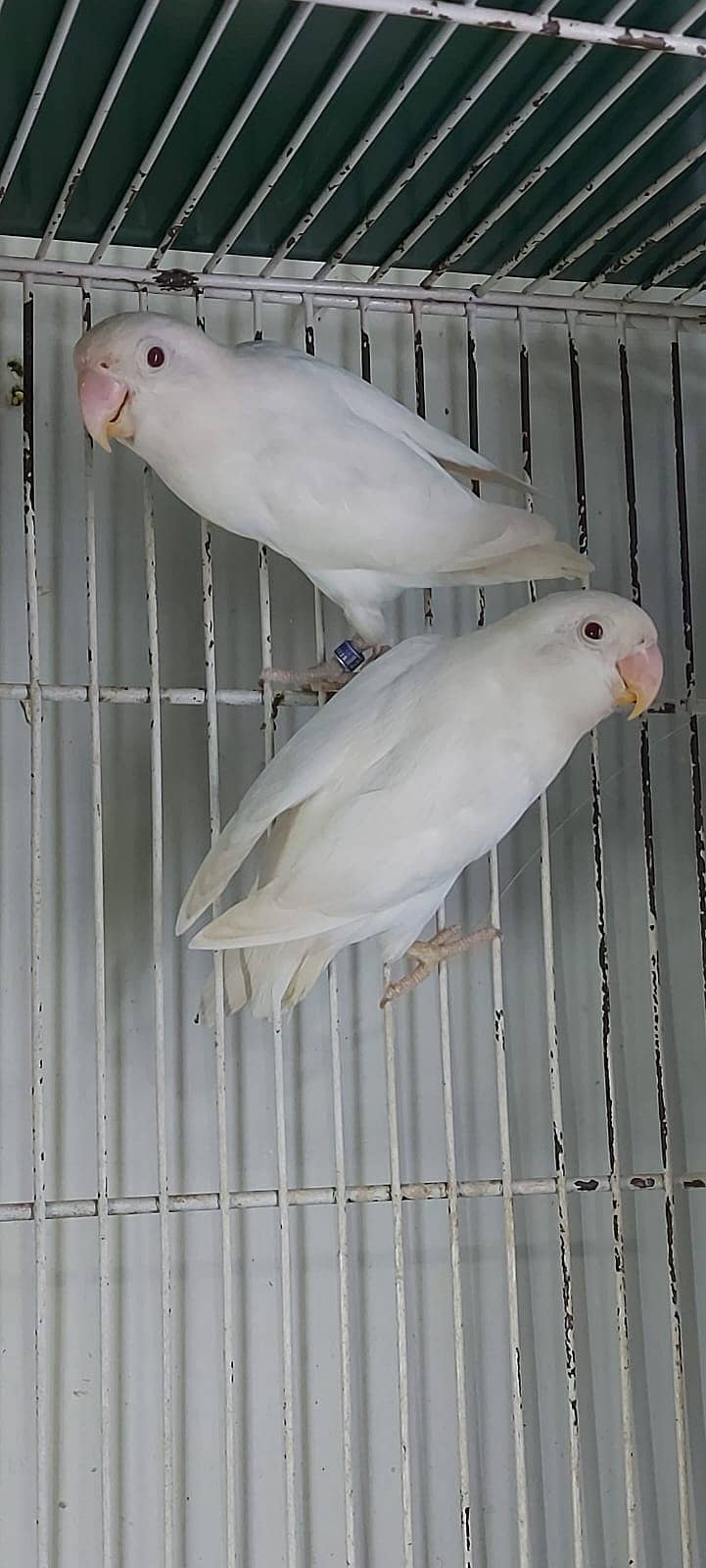 Albino Red eyes 3 pair and split RExRE bonded pairs love bird & chciks 2