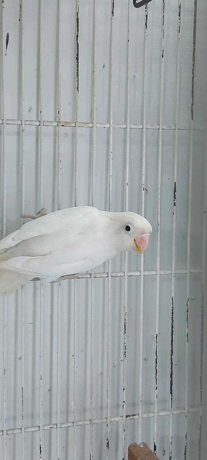 Albino Red eyes 3 pair and split RExRE bonded pairs love bird & chciks 3