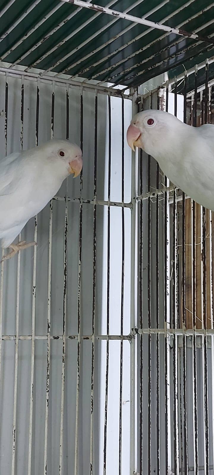 Albino Red eyes 3 pair and split RExRE bonded pairs love bird & chciks 4