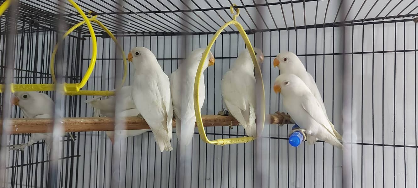 Albino Red eyes 3 pair and split RExRE bonded pairs love bird & chciks 5