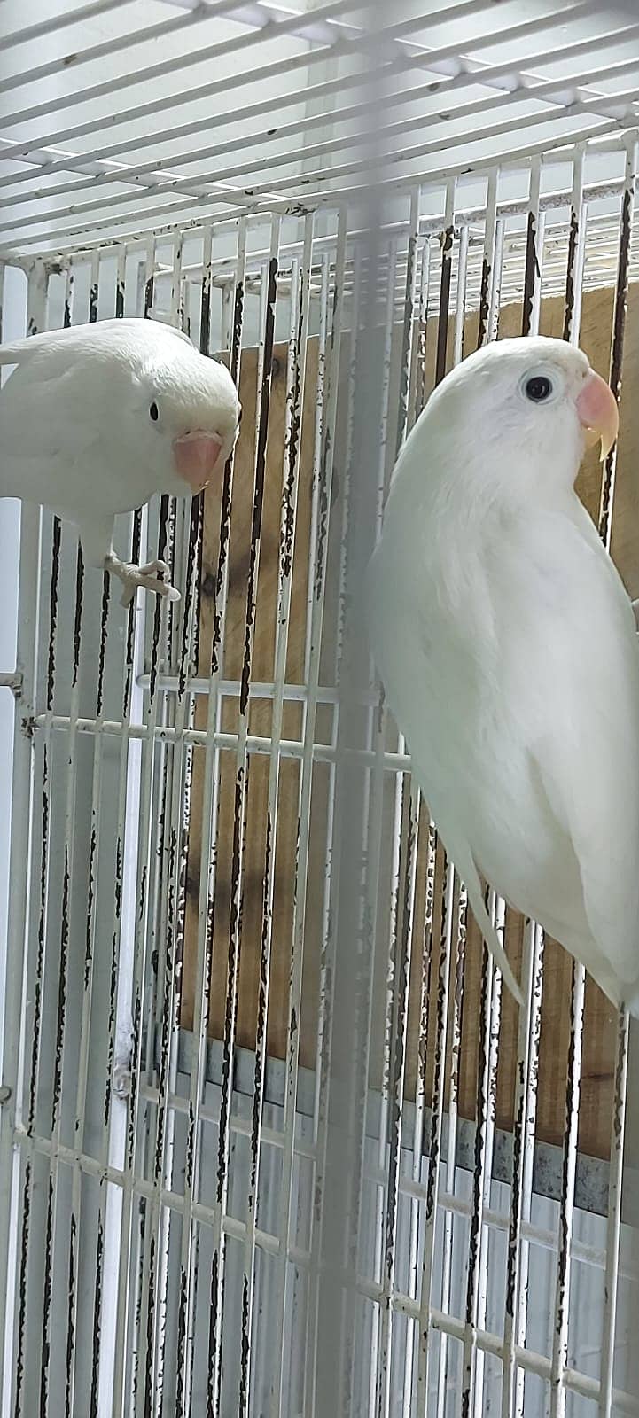 Albino Red eyes 3 pair and split RExRE bonded pairs love bird & chciks 6