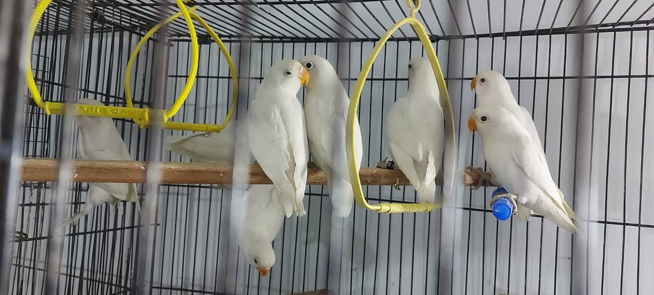 Albino Red eyes 3 pair and split RExRE bonded pairs love bird & chciks 7