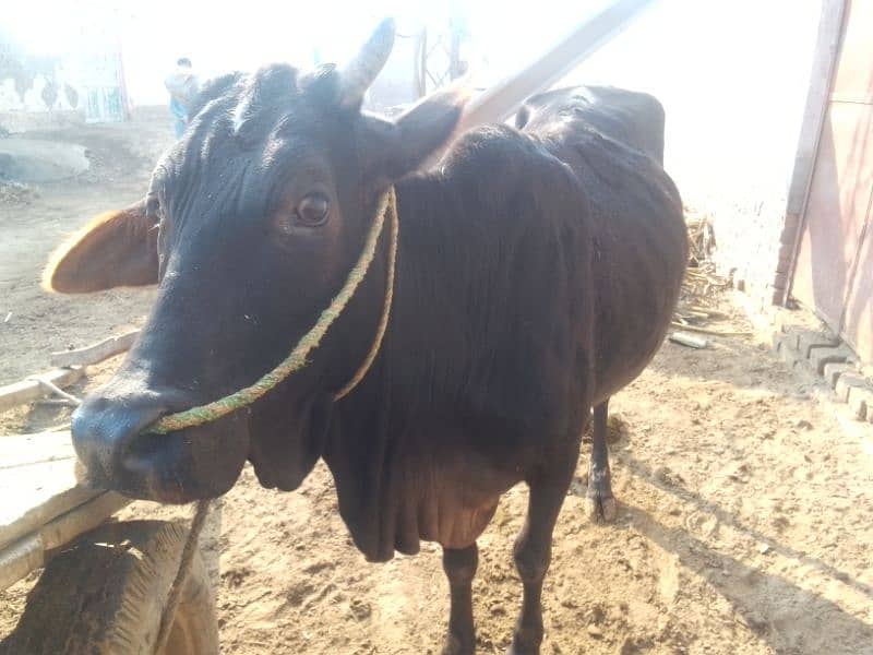 cow available 0