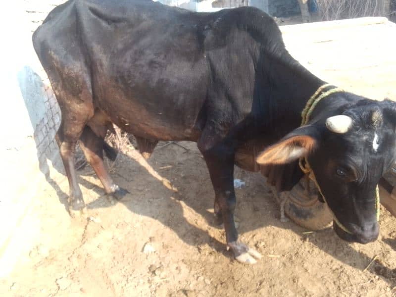 cow available 2