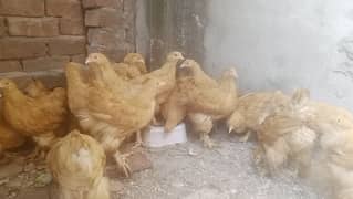 Golden heavy buff hens