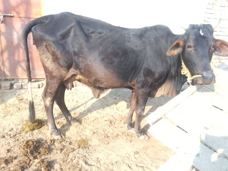 Cow available 1